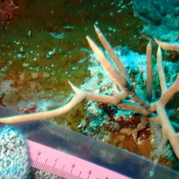 Bushy Sea Rod, photo 2