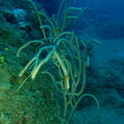 Bushy Sea Rod, photo 3