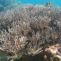 Bushy Sea Rod, photo 4