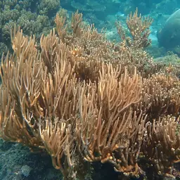 Bushy Sea Rod, photo 5