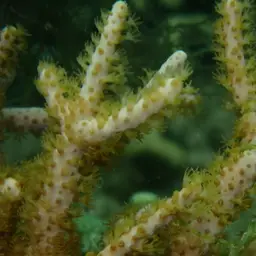 Bushy Sea Rod, photo 6