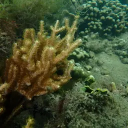 Bushy Sea Rod, photo 7