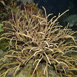 Bushy Sea Rod, photo 8