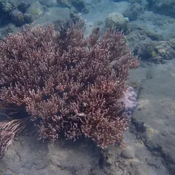 Bushy Sea Rod, photo 9