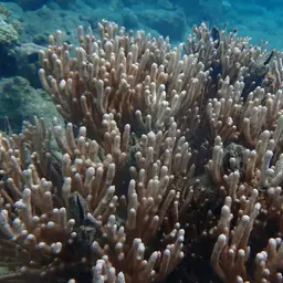 Bushy Sea Rod, photo 10