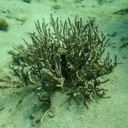 Bushy Sea Rod, photo 11