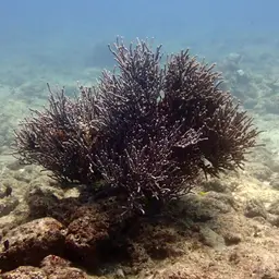 Bushy Sea Rod, photo 12