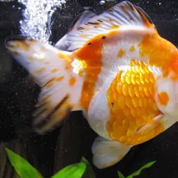 Ryukin Goldfish, photo 1