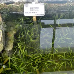 Dwarf Sagittaria