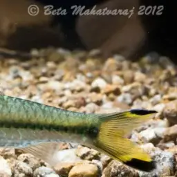 Dawkinsia chalakkudiensis, photo 2