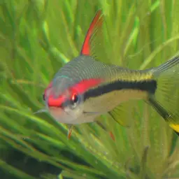 Roseline Shark, photo 2
