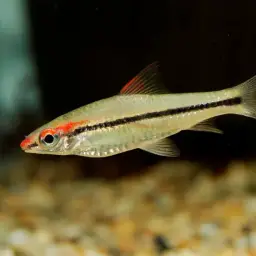 Roseline Shark, photo 7
