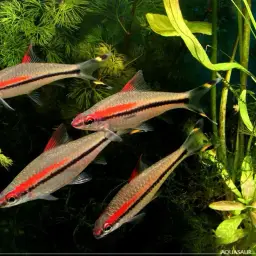 Roseline Shark, photo 8