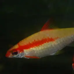Roseline Shark, photo 12