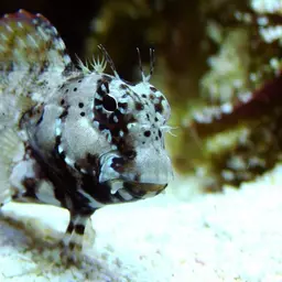 Lawnmower Blenny, photo 1