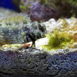 Lawnmower Blenny, photo 2