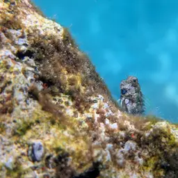 Lawnmower Blenny, photo 3