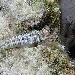 Lawnmower Blenny, photo 4