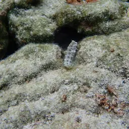 Lawnmower Blenny, photo 5