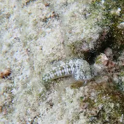 Lawnmower Blenny, photo 6