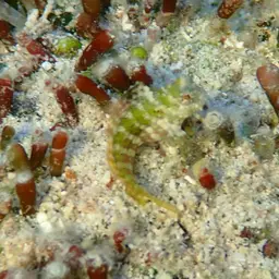 Lawnmower Blenny, photo 7