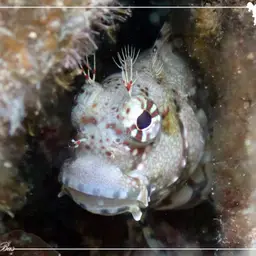 Lawnmower Blenny, photo 8