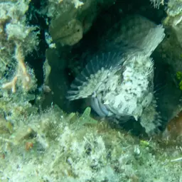 Lawnmower Blenny, photo 9
