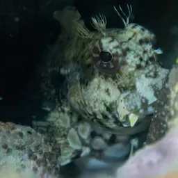 Lawnmower Blenny, photo 10