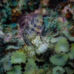 Lawnmower Blenny, photo 11