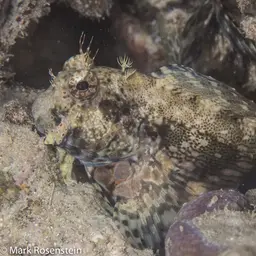 Lawnmower Blenny, photo 12