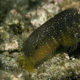 Snowflake Blenny