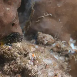 Snowflake Blenny, photo 2