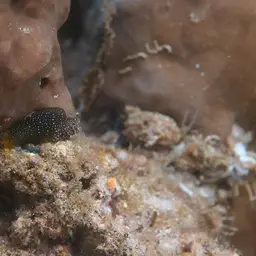 Snowflake Blenny, photo 3