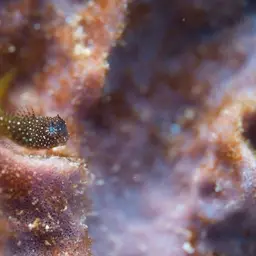 Snowflake Blenny, photo 4