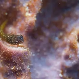 Snowflake Blenny, photo 5