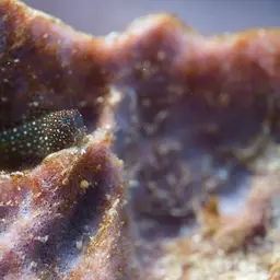 Snowflake Blenny, photo 6