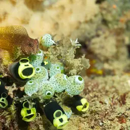 Snowflake Blenny, photo 7