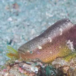 Snowflake Blenny, photo 8