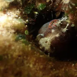 Snowflake Blenny, photo 9