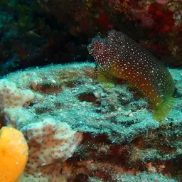 Snowflake Blenny, photo 10