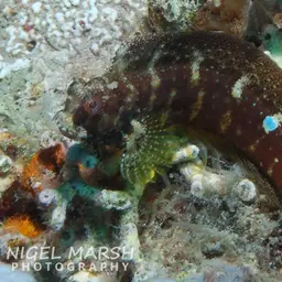 Snowflake Blenny, photo 11