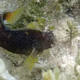 Snowflake Blenny, photo 12