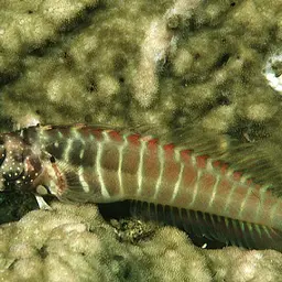 Red-spotted Blenny