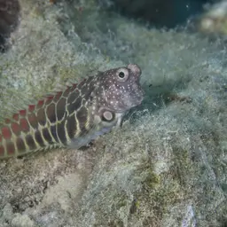 Red-spotted Blenny, photo 2