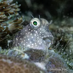 Red-spotted Blenny, photo 3