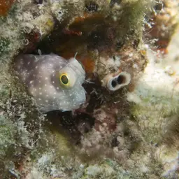 Red-spotted Blenny, photo 4