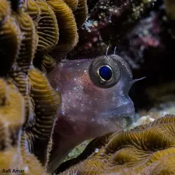 Red-spotted Blenny, photo 5