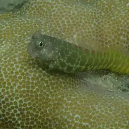 Red-spotted Blenny, photo 6
