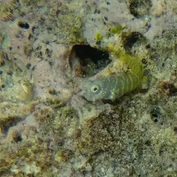 Red-spotted Blenny, photo 7