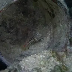 Red-spotted Blenny, photo 8